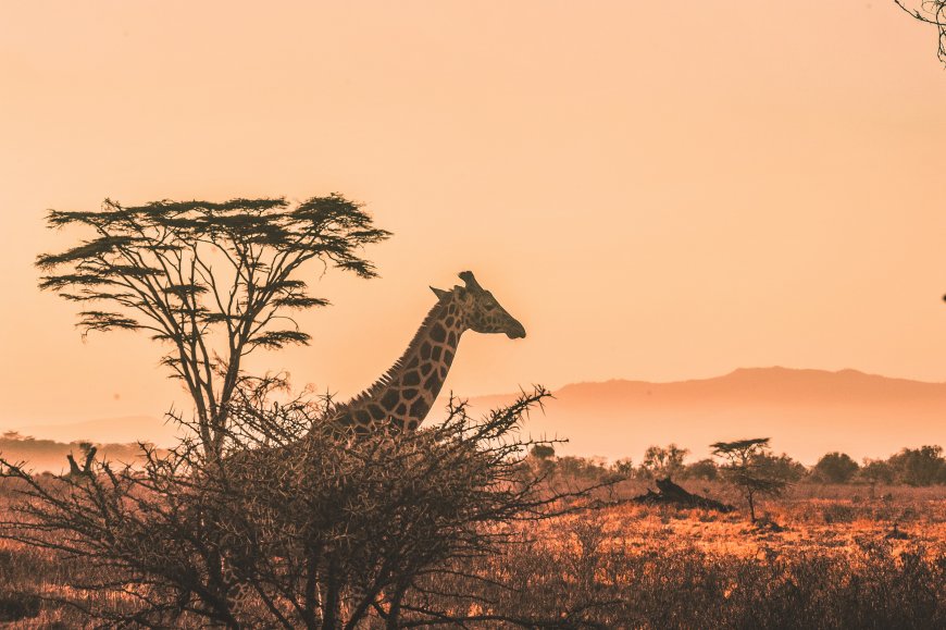 Beyond a Vacation: Discover Africa’s Wild Beauty with Curated Africa Travel Packages