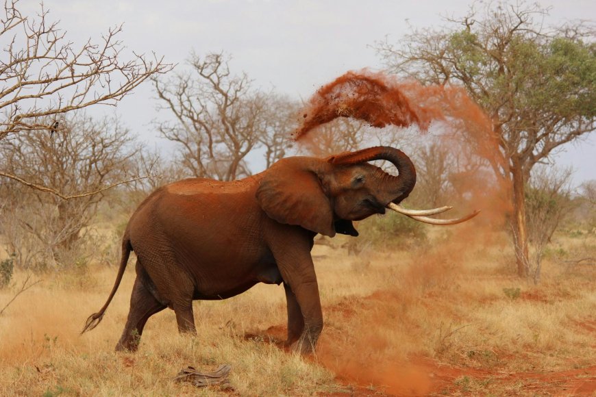 Beyond a Vacation: Discover Africa’s Wild Beauty with Curated Africa Travel Packages